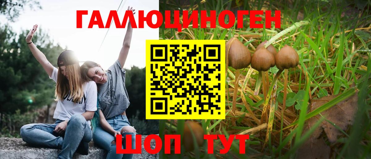 Владивосток  Псилоцибиновые грибы Psilocybine cubensis  Вход с VPN 